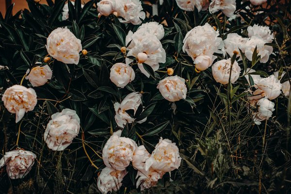 Célébrités et Immobiliers de Prestige: Quelles Tendances à Ne Pas Manquer?