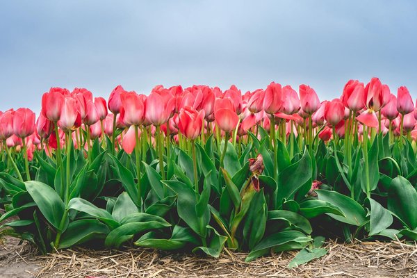Solution efficace contre le papillon du palmier : nématodes garantis